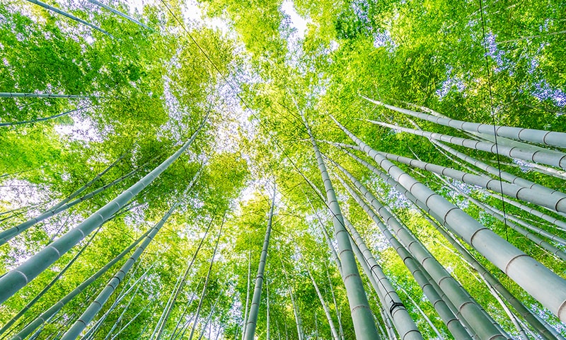 タケ・ササの除草
