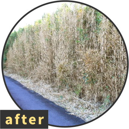 after画像 タケ・ササを枯らす！