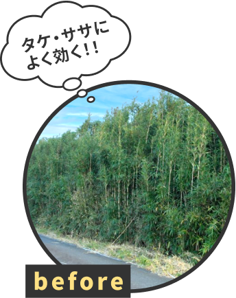 before画像 タケ・ササによく効く！！